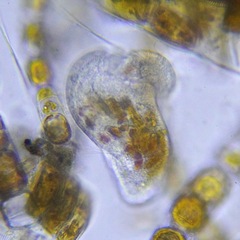 Ciliophora