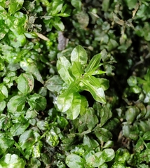 Plagiomnium undulatum