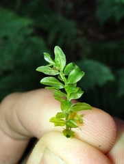 Plagiomnium undulatum