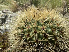 Gymnocalycium monvillei
