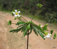 Biophytum albizzioides