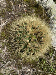 Gymnocalycium monvillei