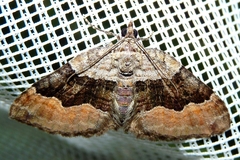 Xanthorhoe quadrifasiata
