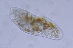 Ciliophora