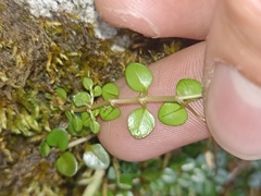Epilobium nerteroides