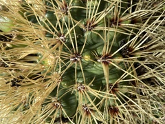 Gymnocalycium monvillei