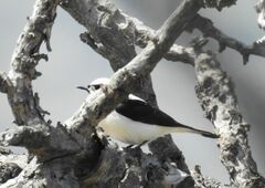 Oenanthe melanoleuca