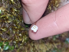 Epilobium nerteroides