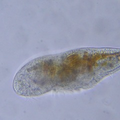 Ciliophora
