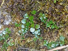 Epilobium nerteroides