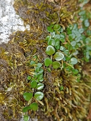 Epilobium nerteroides
