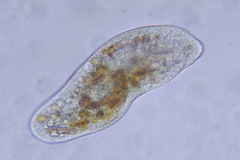 Ciliophora