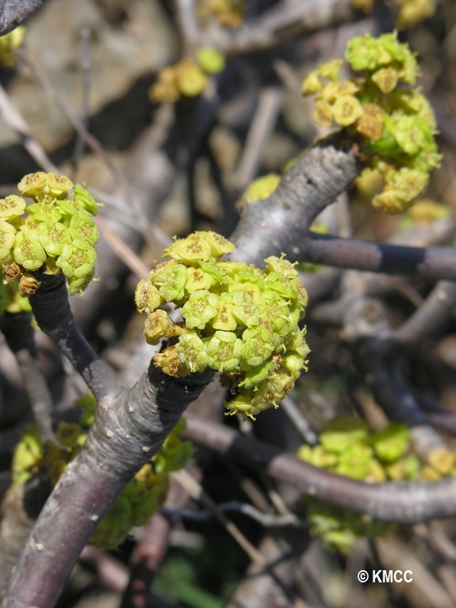 Euphorbia physoclada