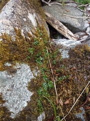 Epilobium nerteroides