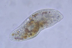 Ciliophora