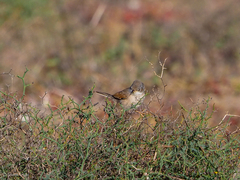 Curruca conspicillata