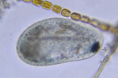 Ciliophora