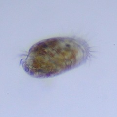 Uronychiidae