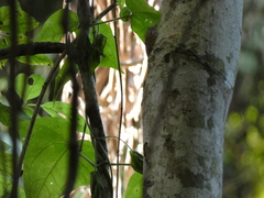 Glyphorynchus spirurus