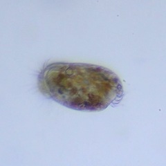 Uronychiidae