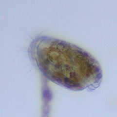 Uronychiidae