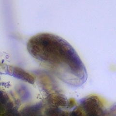 Uronychiidae