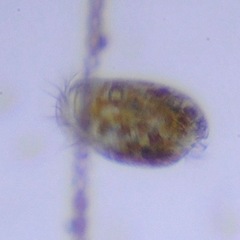 Uronychiidae