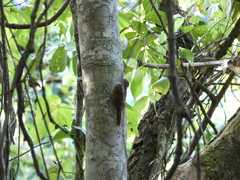 Glyphorynchus spirurus