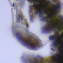 Uronychiidae