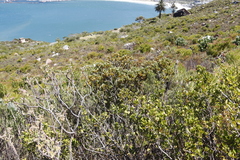 Colpoon compressum