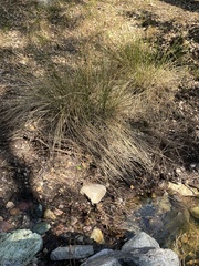 Juncus effusus
