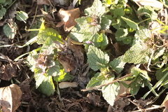 Lamium