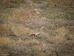 Chlamydotis undulata