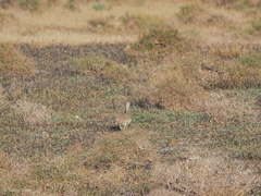 Chlamydotis undulata