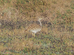 Chlamydotis undulata