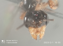Pseudomyrmex gracilis