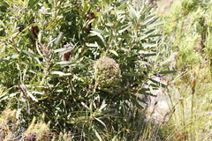 Protea witches broom phytoplasma