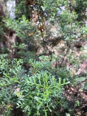 Cyanothamnus anemonifolius variabilis