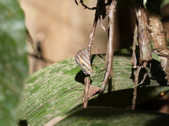 Cissia pseudoconfusa