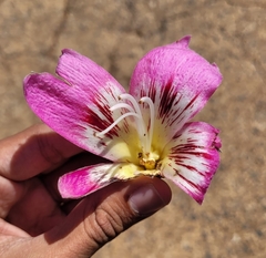 Ceiba speciosa