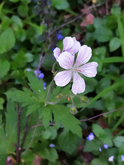 Geranium sylvaticum