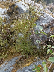 Coprosma rugosa