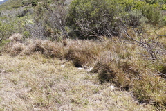 Stenotaphrum secundatum