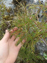Coprosma rugosa