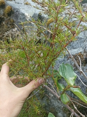 Coprosma rugosa