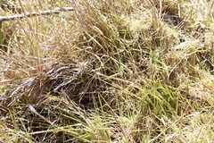 Stenotaphrum secundatum