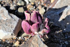Mesembryanthemum crystallinum