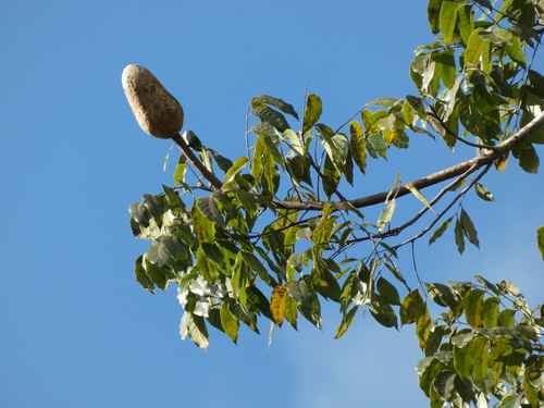 Honduras mahogany (Swietenia macrophylla)