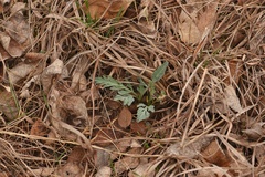 Vesper macrorhizus