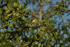 Maytenus spinosa
